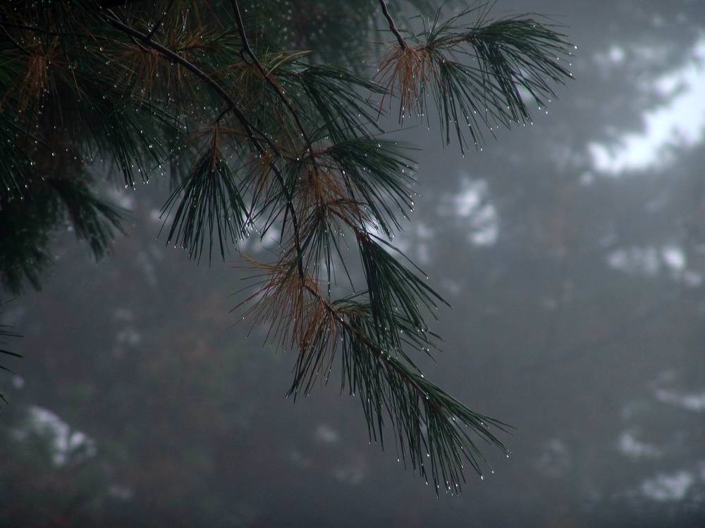 AUTUNNO di LUCIANO BINA 