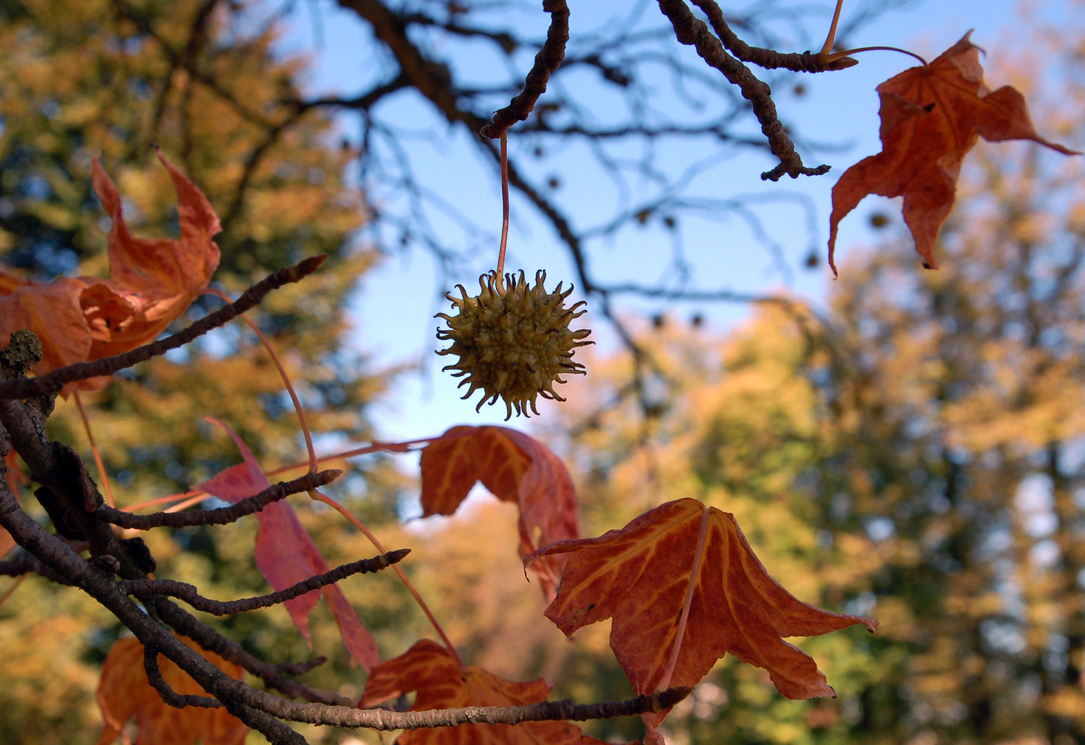 AUTUNNO