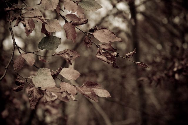 Autunno di Eugenio Campagna 