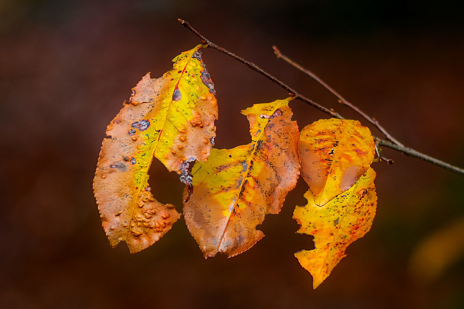 Autunno 