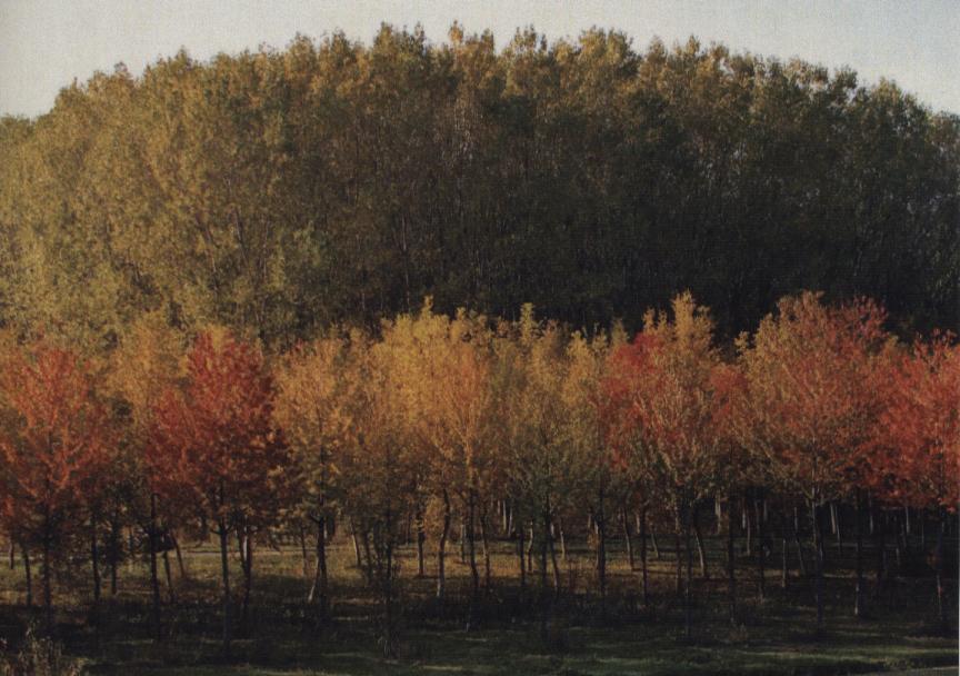 Autunno a Carbonara