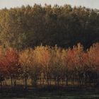 Autunno a Carbonara