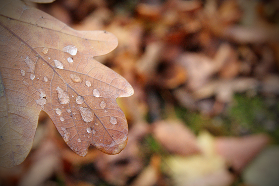 Autunno a Monaco di Baviera