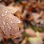 Autunno a Monaco di Baviera