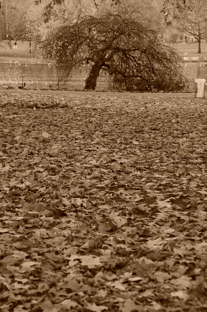 Autunno a St. James Park . London UK