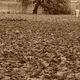 Autunno a St. James Park . London UK