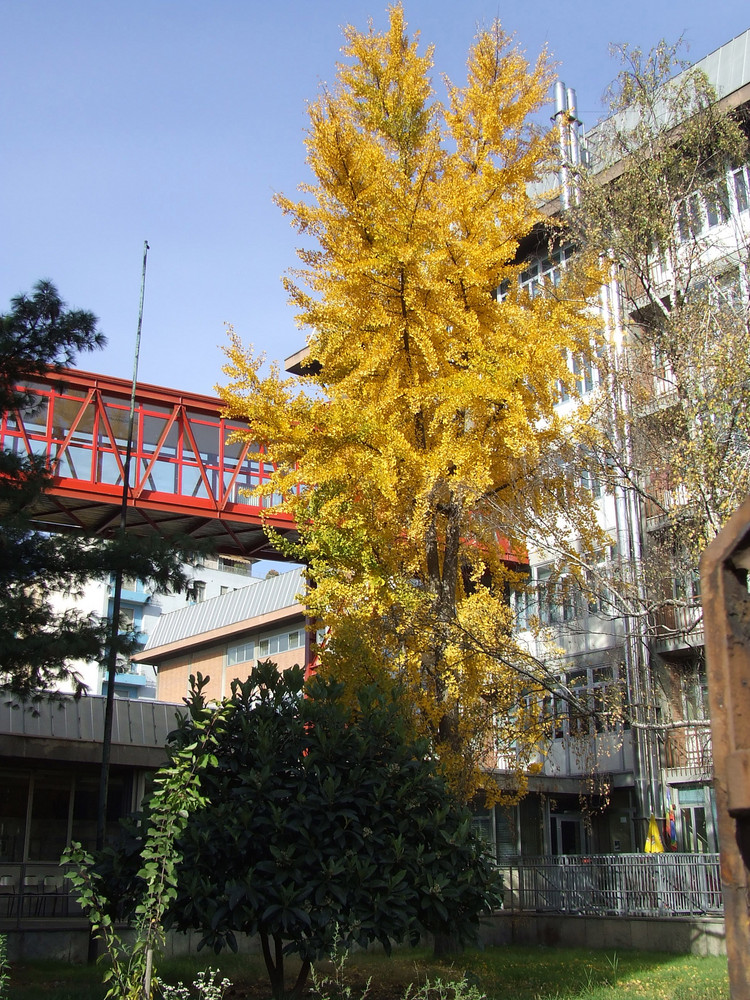 Autunno a Torino