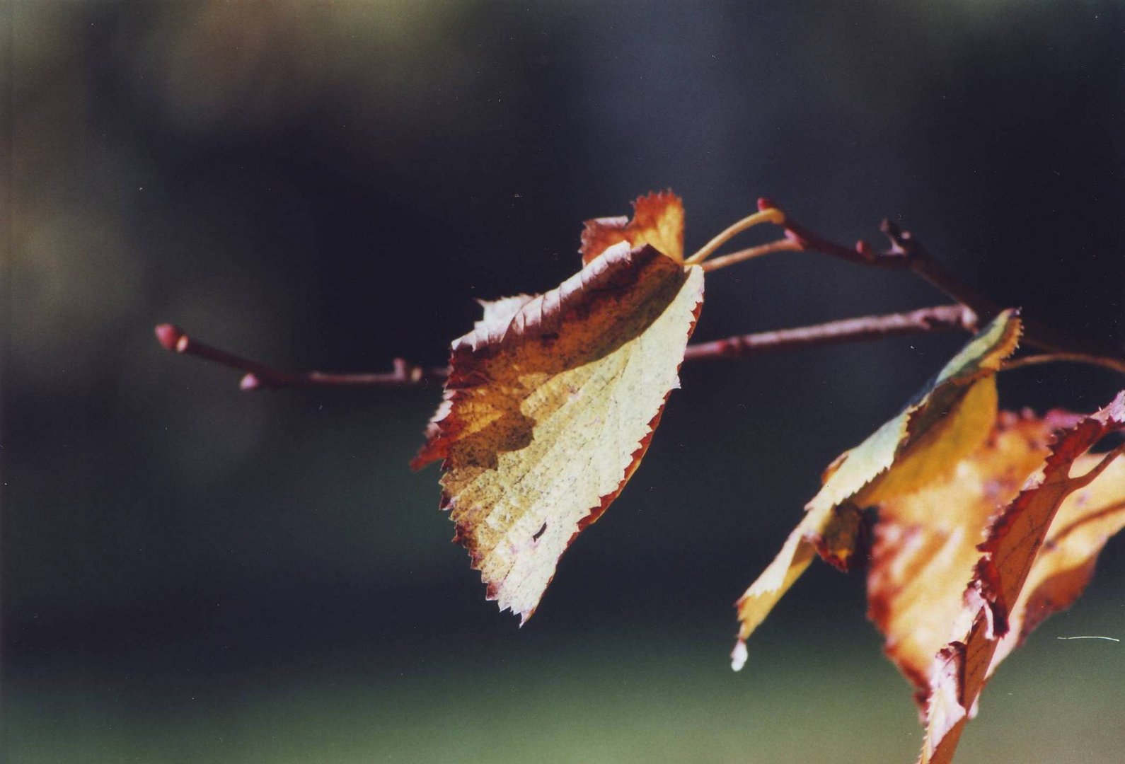 Autunno al Santa Maria