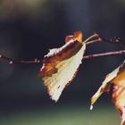 Autunno al Santa Maria