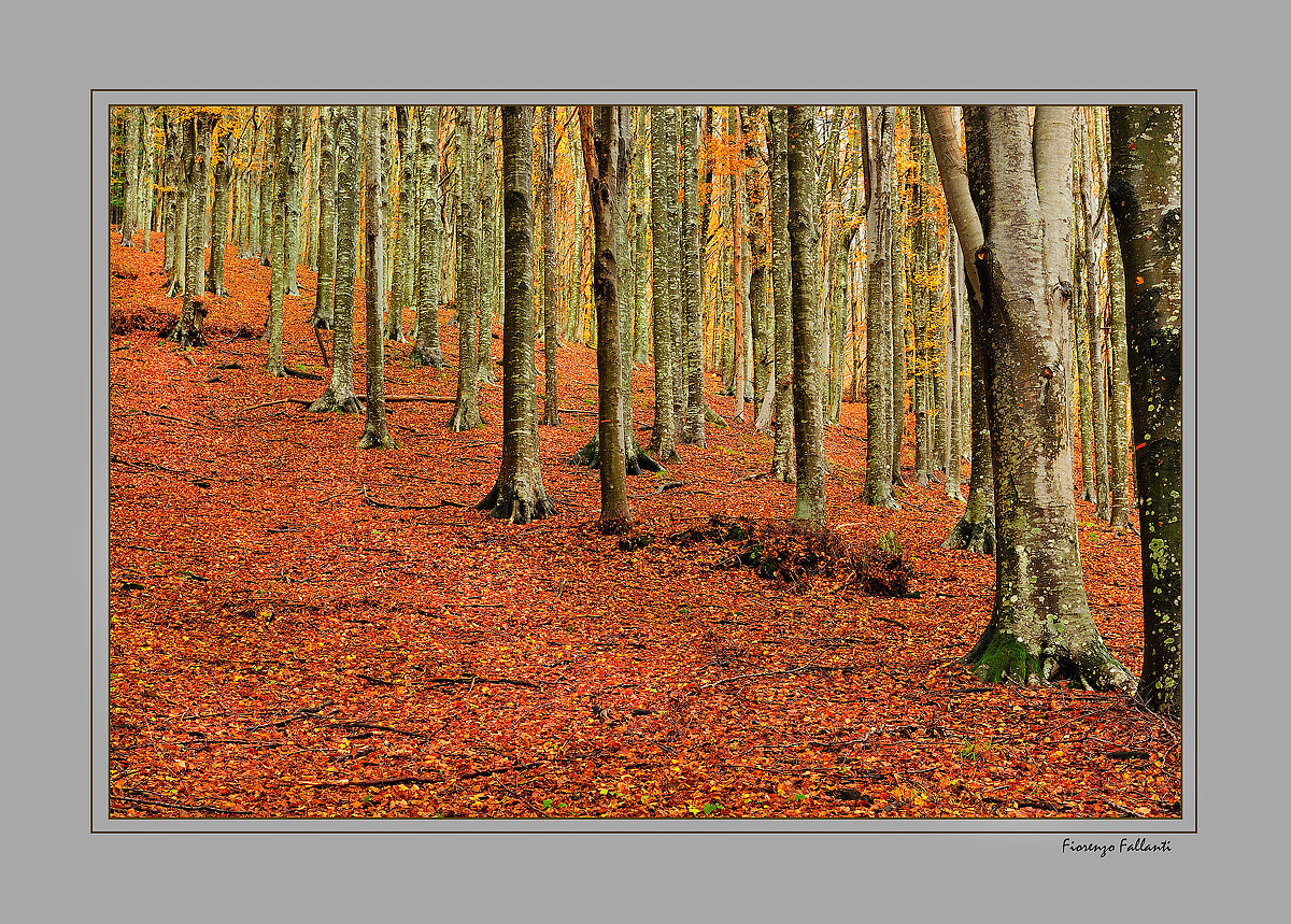 ...AUTUNNO ALLA RISERVA DELL'ACQUERINO...14