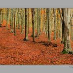 ...AUTUNNO ALLA RISERVA DELL'ACQUERINO...14