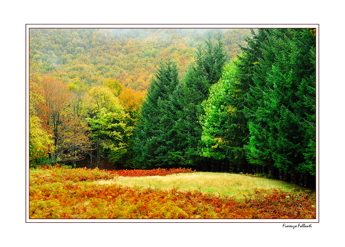 ...AUTUNNO ALLA RISERVA DELL'ACQUERINO...6