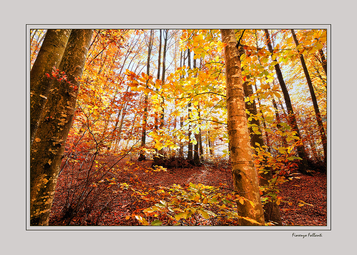 ...AUTUNNO ALLA RISERVA DELL'ACQUERINO...8