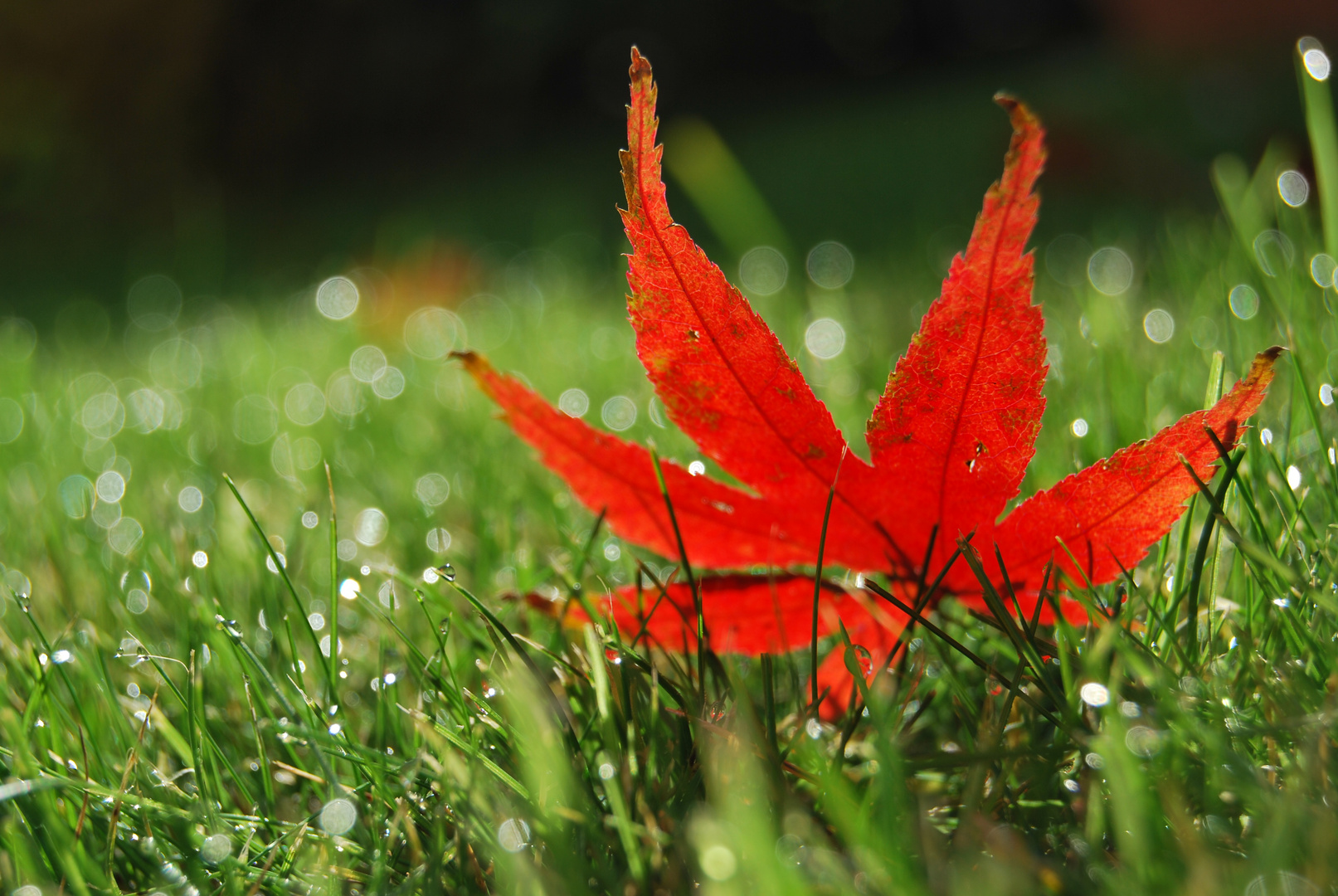 autunno: cadono le foglie