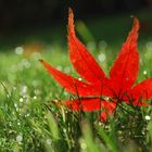 autunno: cadono le foglie