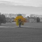 Autunno - Colori in bianco e nero