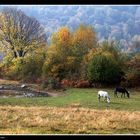 autunno