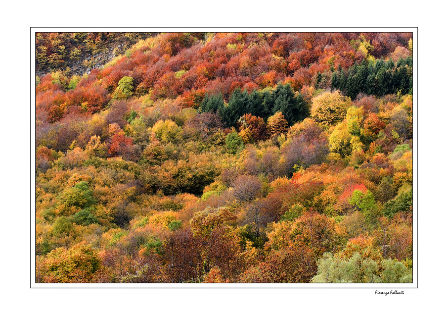 ...AUTUNNO DALL' ALTO...