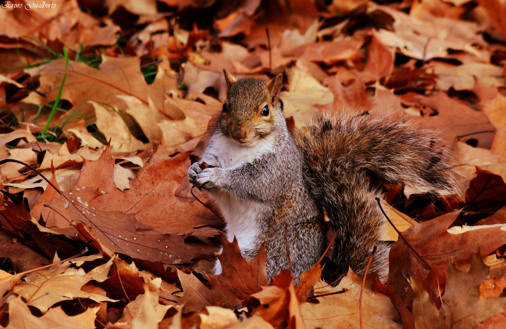 Autunno D'autore