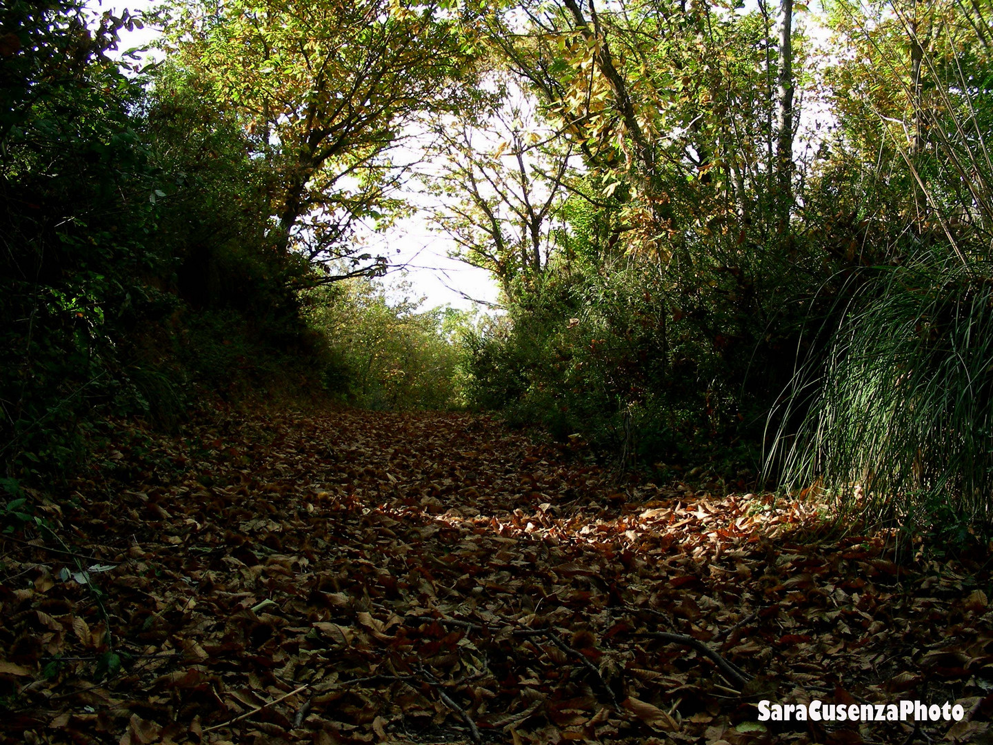 autunno dentro il bosco