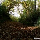 autunno dentro il bosco