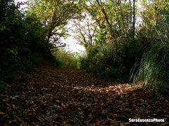 autunno dentro il bosco