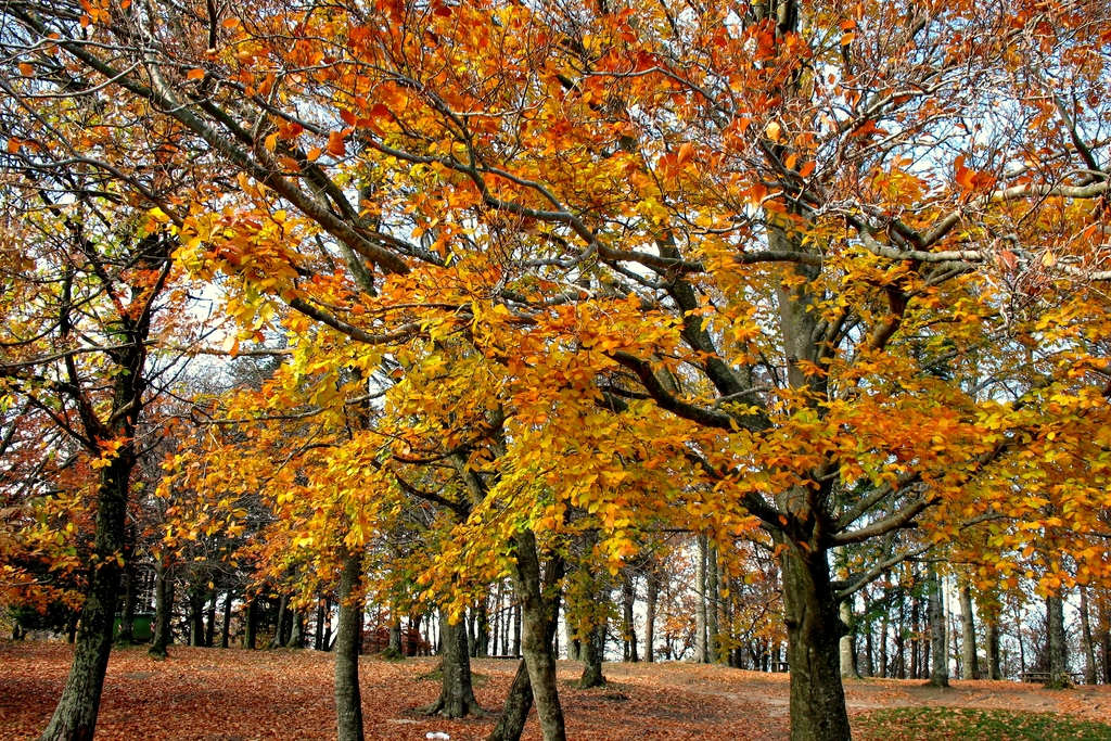 Autunno di fuoco