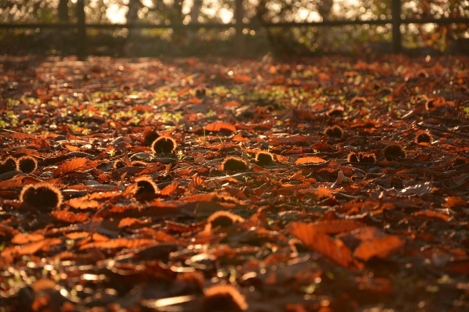 Autunno e castagne