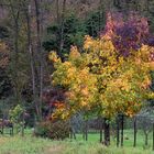 Autunno esplosione di colori