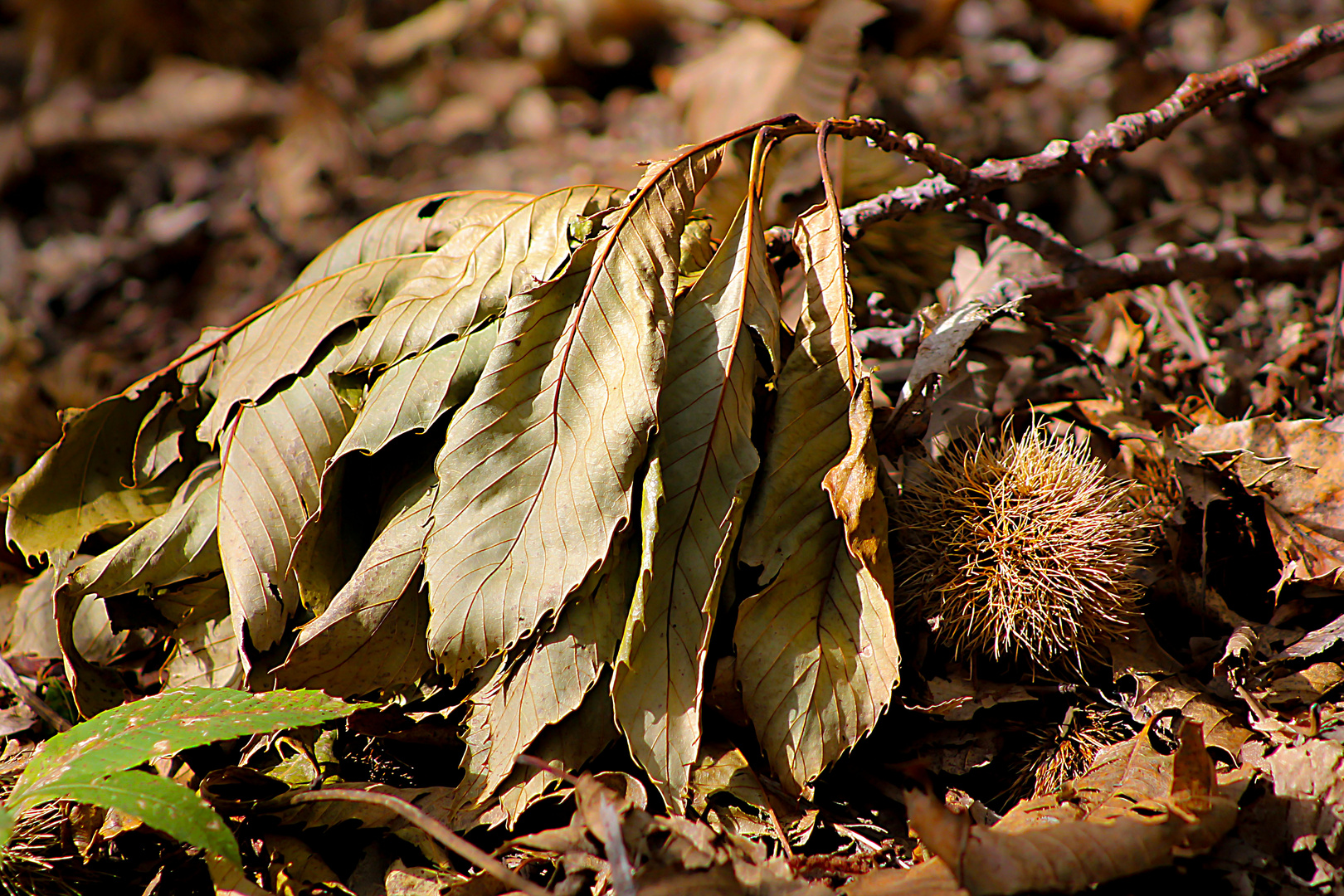 Autunno