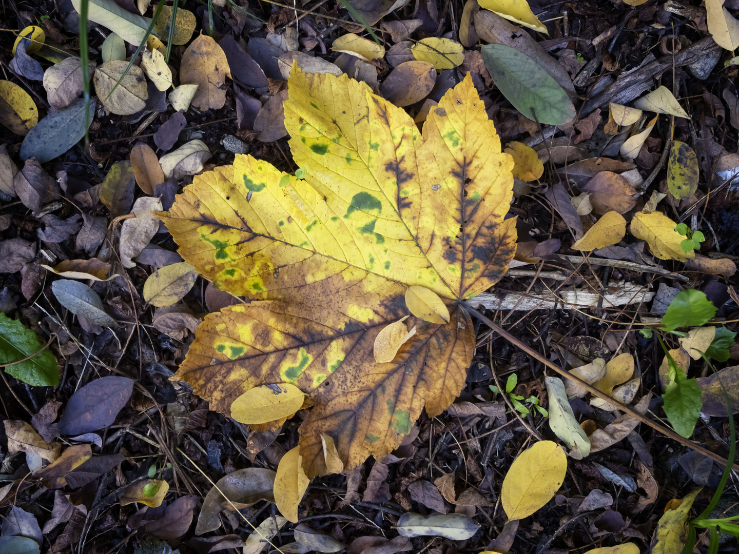 Autunno