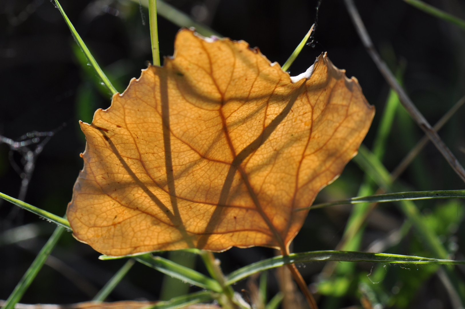 Autunno..!