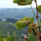 ... autunno ... fine della vendemmia in langa 2012