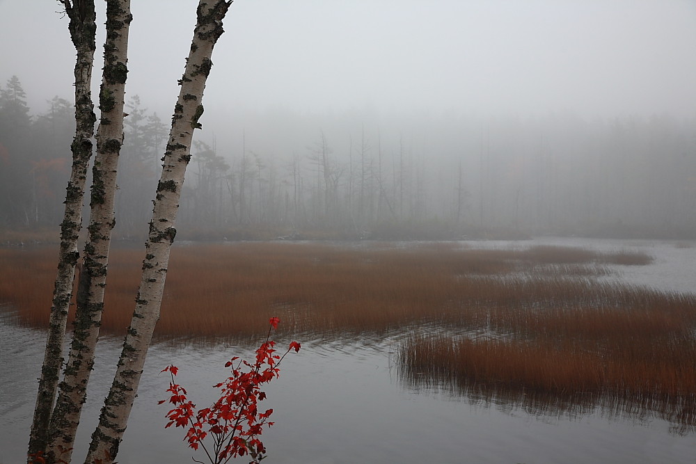 Autunno in Acadia