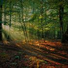 Autunno in aspromonte