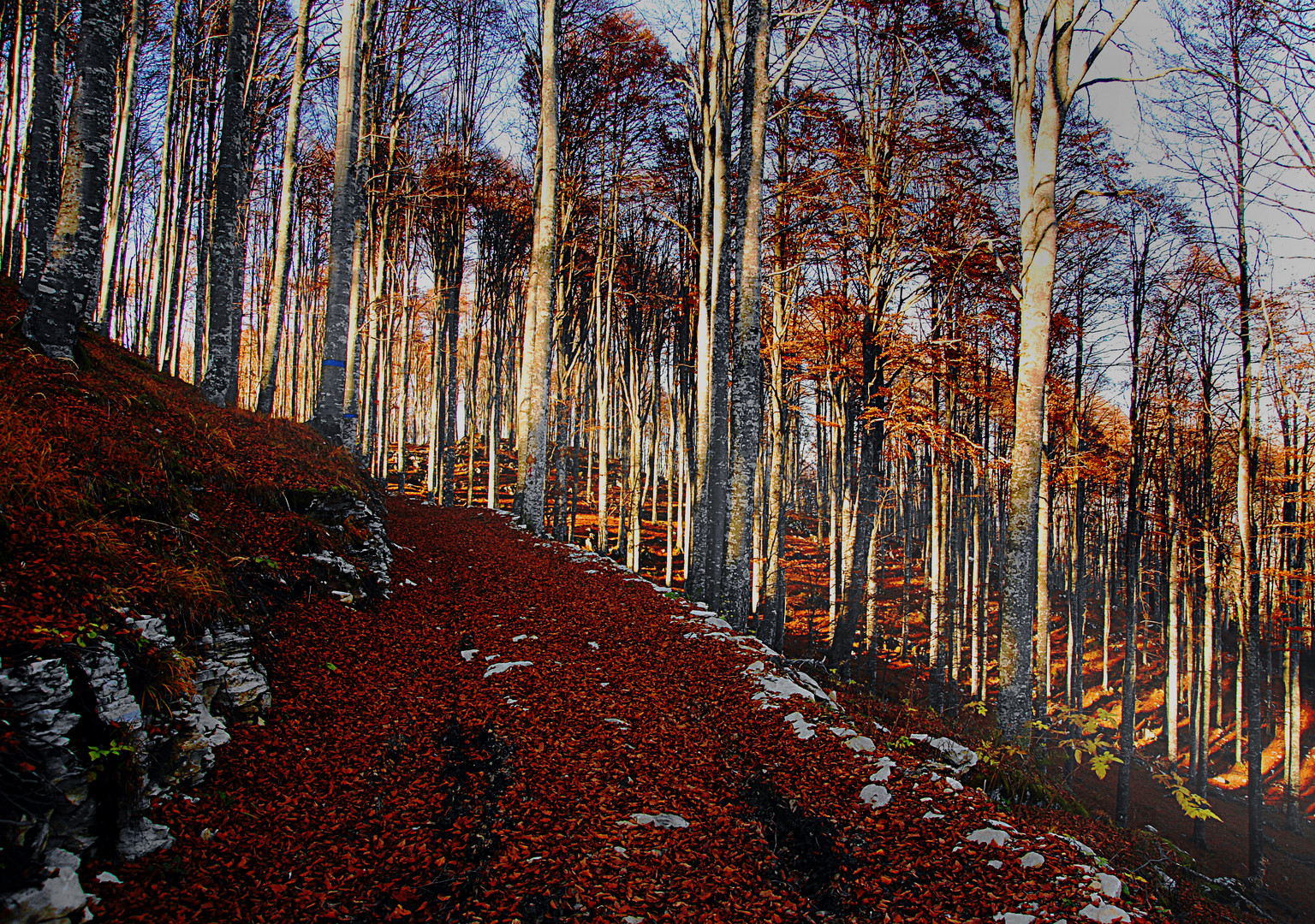 autunno in cansiglio