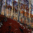 autunno in cansiglio