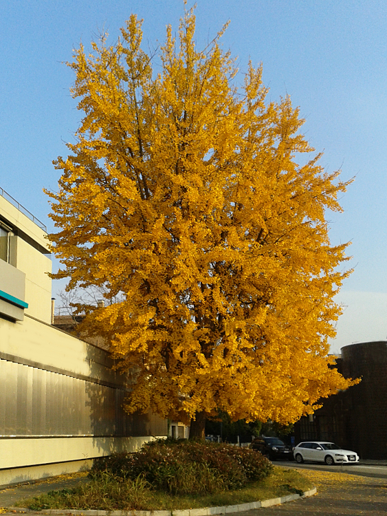 Autunno in città