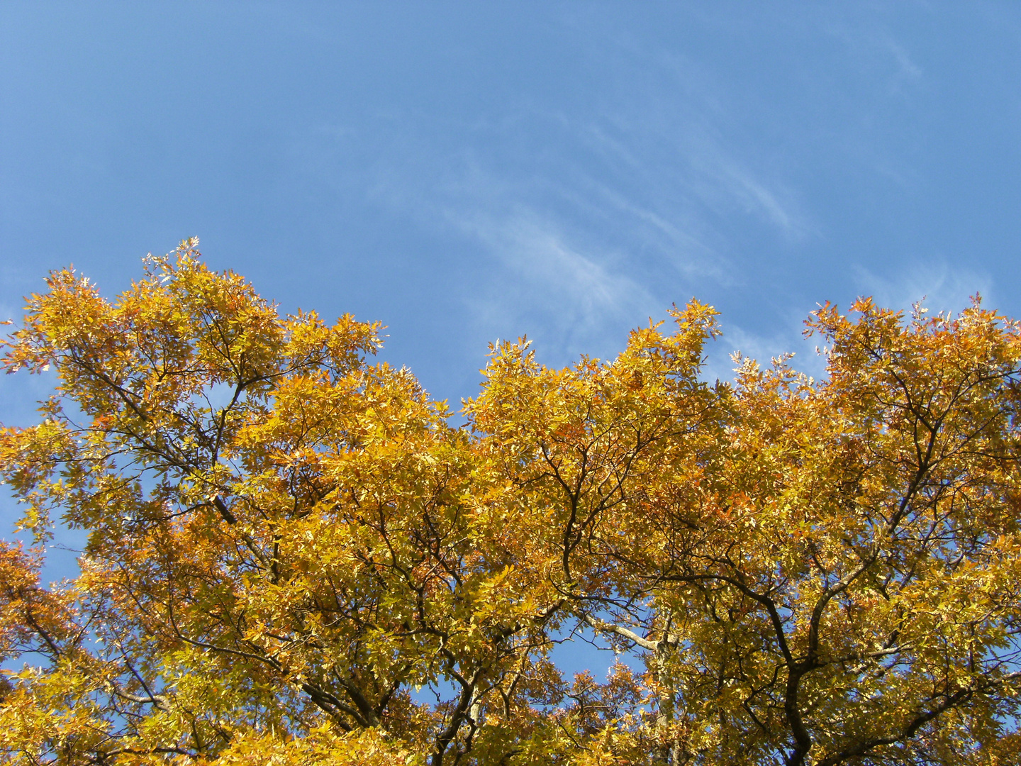 Autunno in giallo-blu