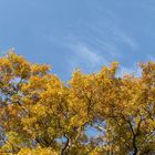 Autunno in giallo-blu