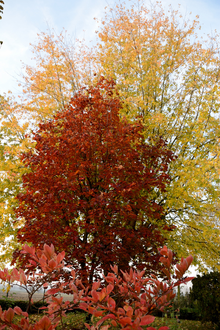 Autunno in giardino