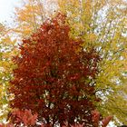 Autunno in giardino