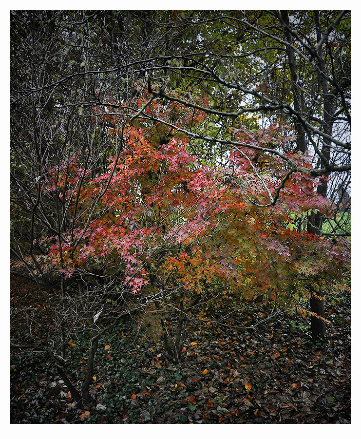 Autunno in giardino