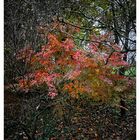 Autunno in giardino