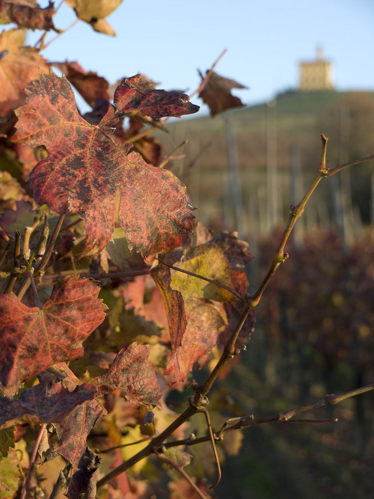 Autunno in langa