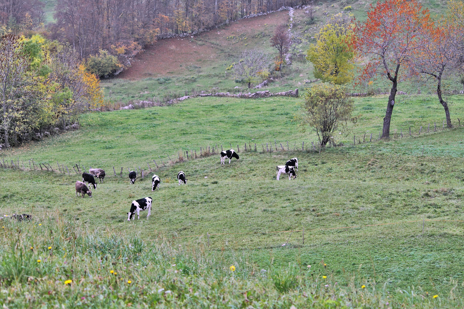 Autunno in Lessinia