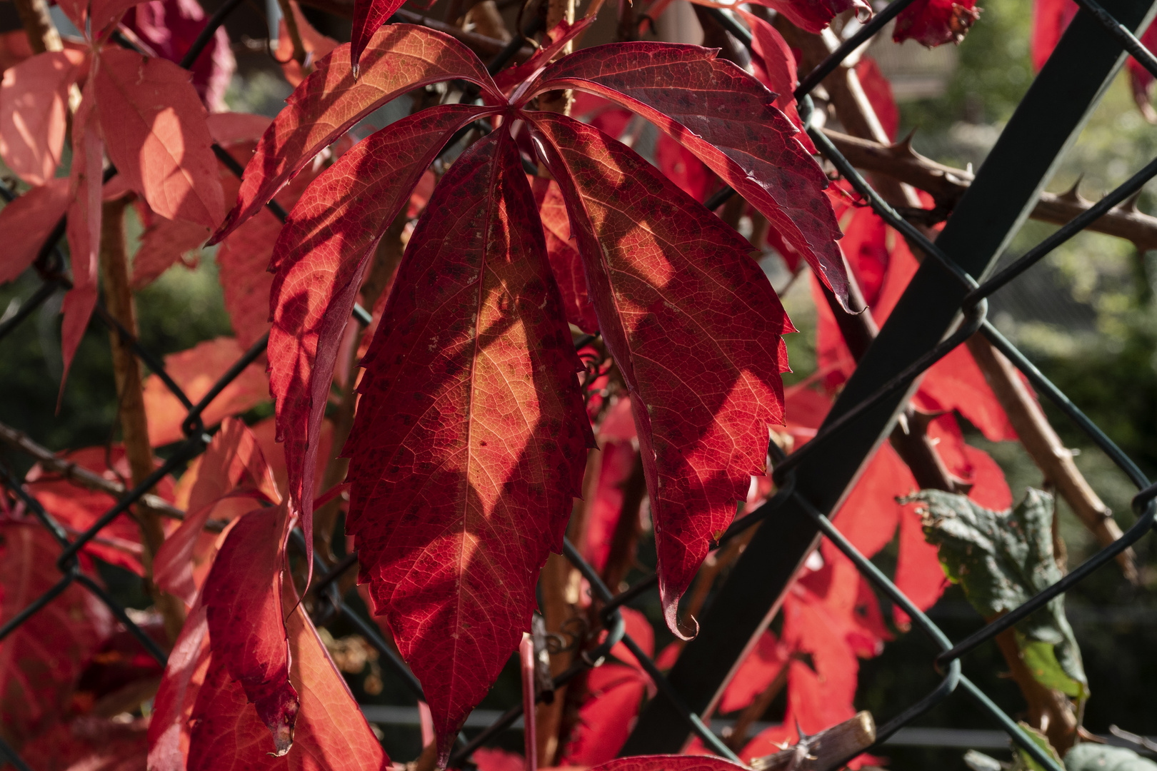 Autunno in red