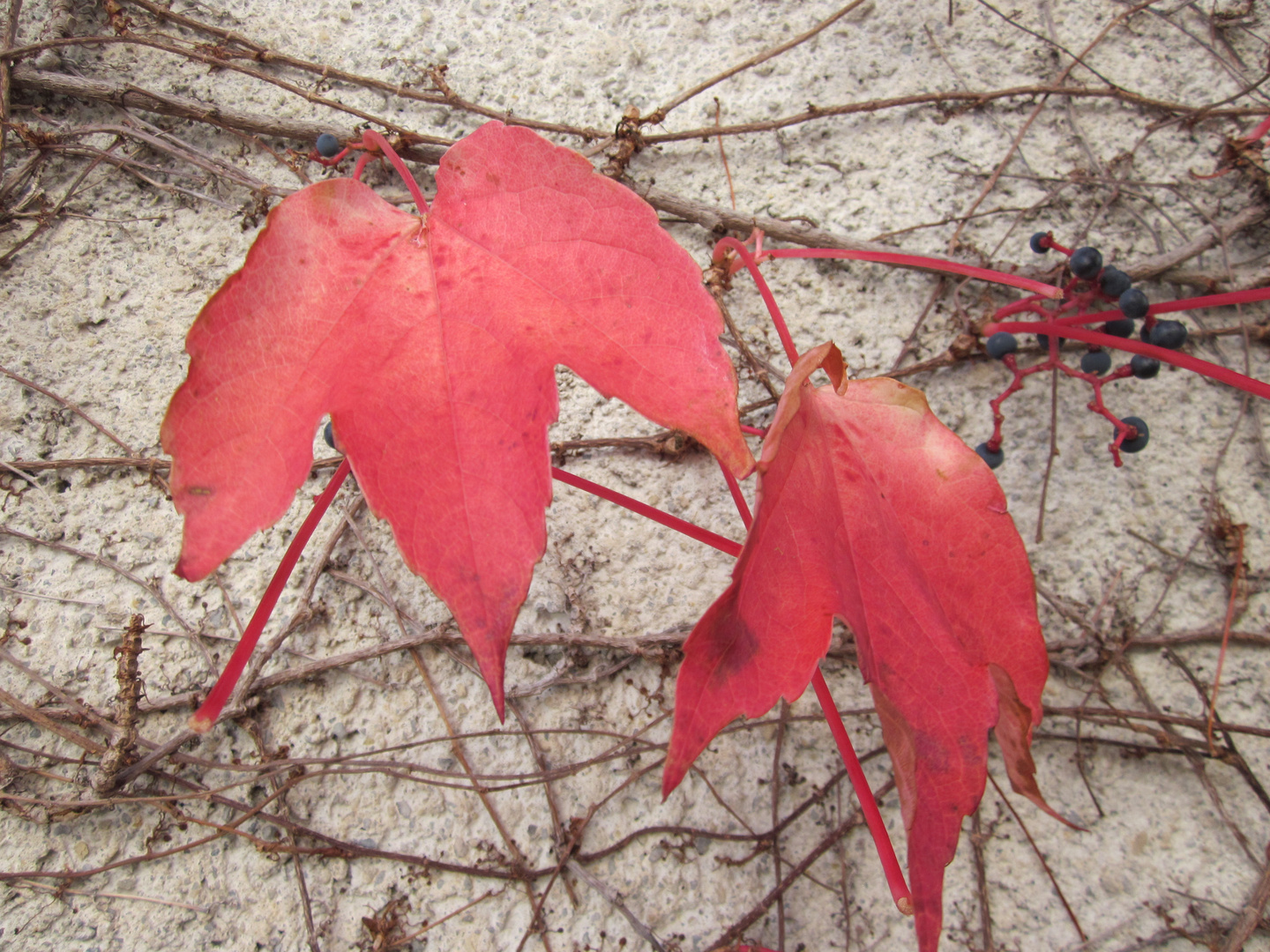 Autunno in rosso