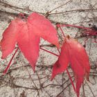 Autunno in rosso