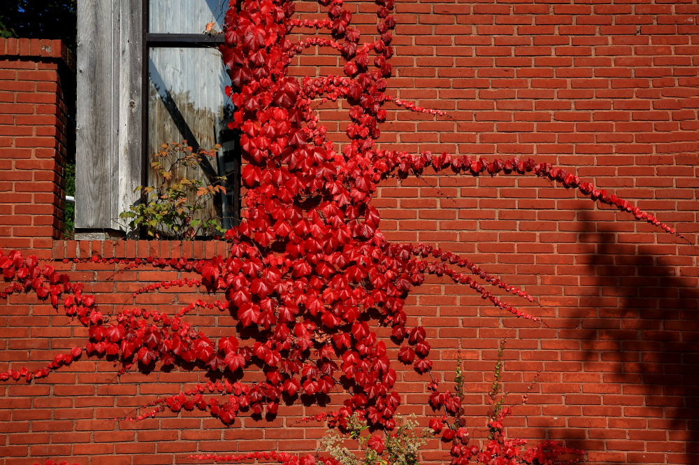 AUTUNNO IN ROSSO